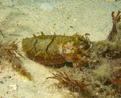 Sepia plangon