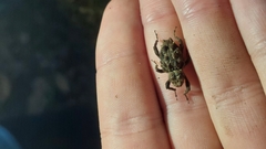 Poropterus parryi