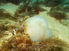 Polycitor giganteus