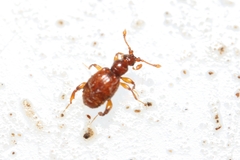 Bryaxis pedator