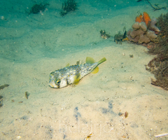 Dicotylichthys punctulatus