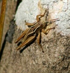 Phaulacridium marginale