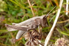 Chorthippus albomarginatus