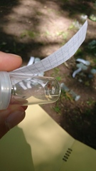 Coriomeris denticulatus