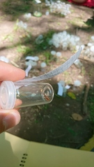 Coriomeris denticulatus