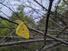 Catopsilia florella