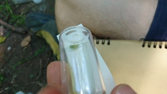 Stictocephala bisonia