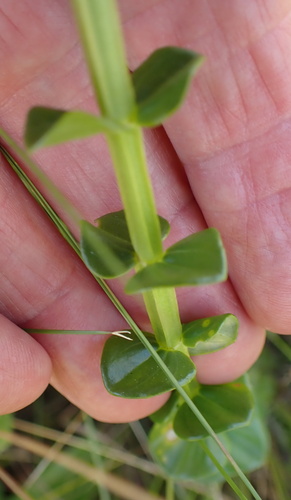 Image of Sebaea natalensis by no rights reserved