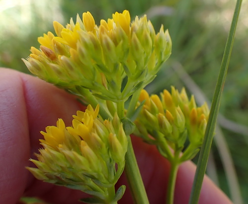 Image of Sebaea natalensis by no rights reserved