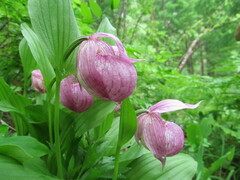 Cypripedium macranthos