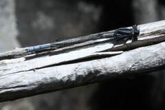 Pseudagrion furcigerum