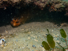 Gymnothorax prasinus