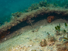 Gymnothorax prasinus