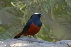 Phoenicurus leucocephalus