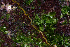 Phyllodocidae