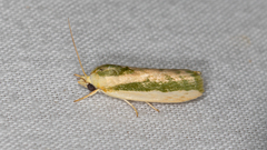 Earias huegeliana