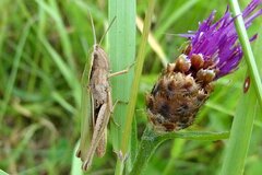 Chorthippus albomarginatus