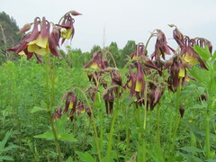 Aquilegia oxysepala