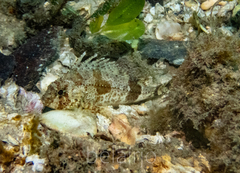 Centropogon australis