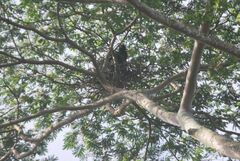 Corvus macrorhynchos