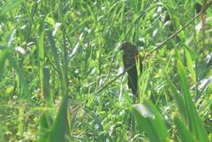 Centropus bengalensis