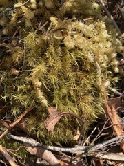 Ptychomnion aciculare