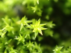 Pseudocrossidium hornschuchianum