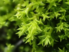 Pseudocrossidium hornschuchianum