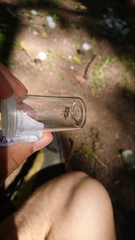 Anthidium punctatum