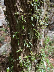 Bulbophyllum exiguum