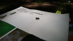 Anthidium punctatum