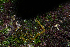 Phyllodocidae