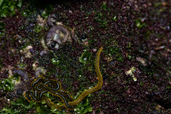 Phyllodocidae