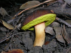 Aureoboletus citriniporus