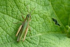 Chorthippus albomarginatus