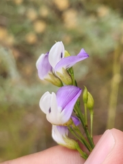 Psoralea
