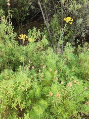 Notobubon ferulaceum