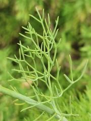 Notobubon ferulaceum