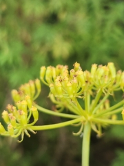 Notobubon ferulaceum