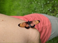 Acraea lyci