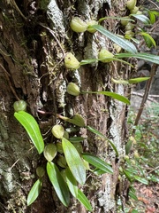 Bulbophyllum exiguum