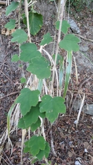 Rubus formosensis