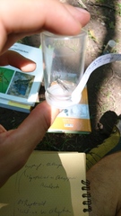 Neomochtherus geniculatus