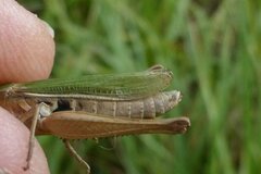 Chorthippus albomarginatus