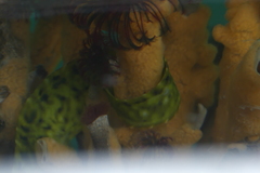 Apodichthys flavidus