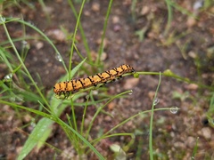 Lepidoptera