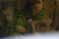 Apodichthys flavidus