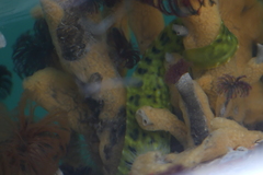 Apodichthys flavidus