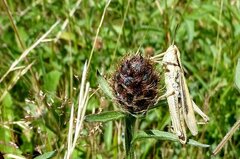 Chorthippus albomarginatus