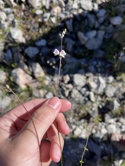 Veronica decora